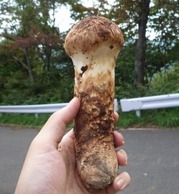 ○○の秋