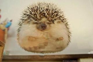 ハムスターを下から見た写真がかわいすぎるwww