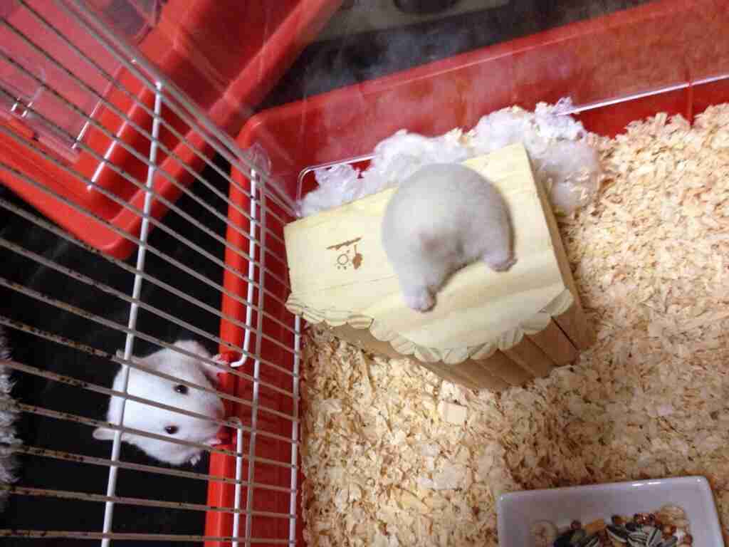 ハムスターを下から見た写真がかわいすぎるwww