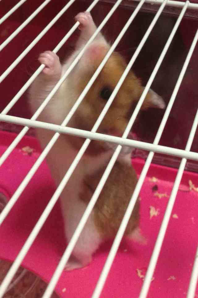 ハムスターを下から見た写真がかわいすぎるwww