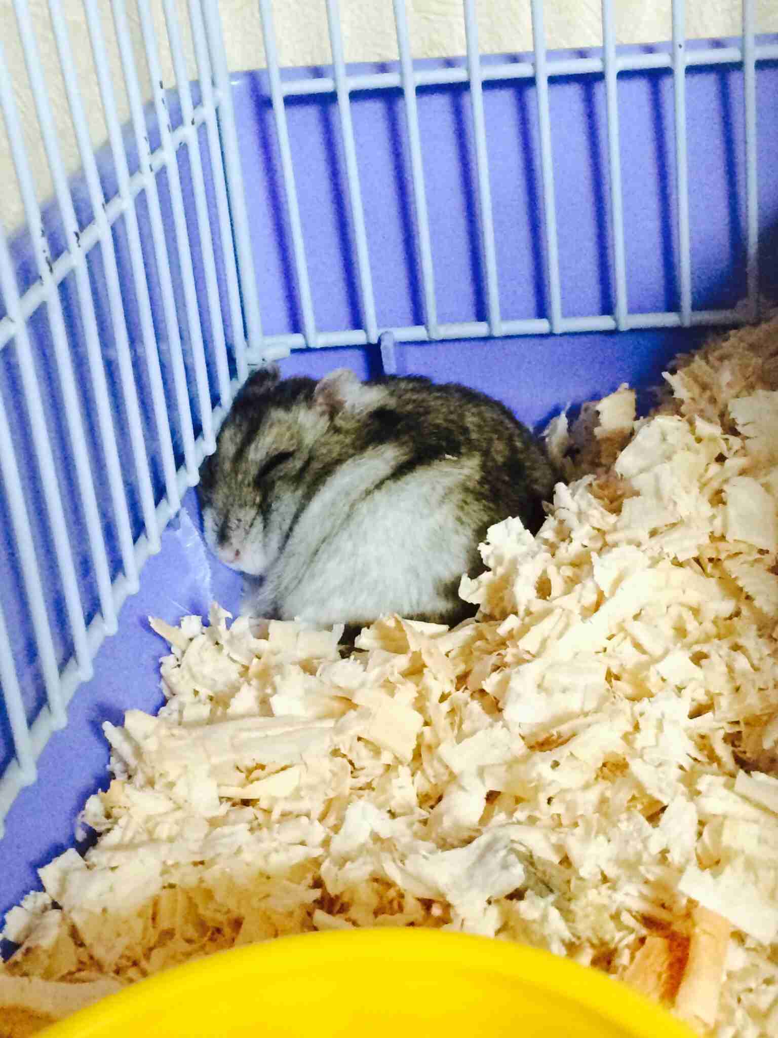 ハムスターを下から見た写真がかわいすぎるwww