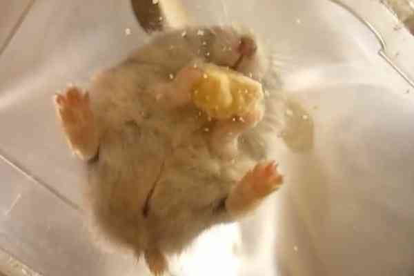ハムスターを下から見た写真がかわいすぎるwww