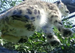 ハムスターを下から見た写真がかわいすぎるwww