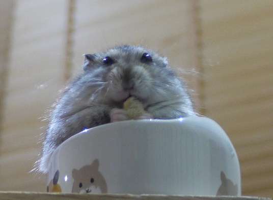 ハムスターを下から見た写真がかわいすぎるwww