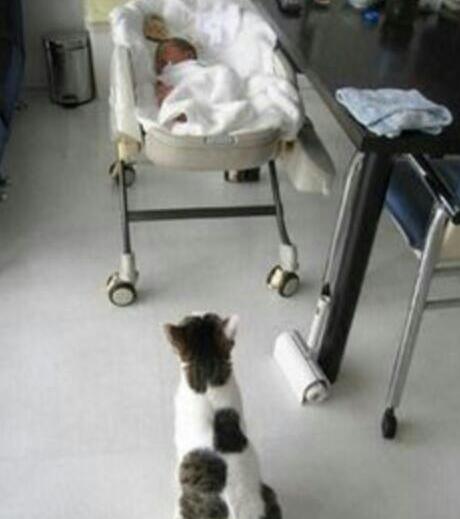 動物と赤ちゃんの組み合わせの画像を貼っていきましょう！