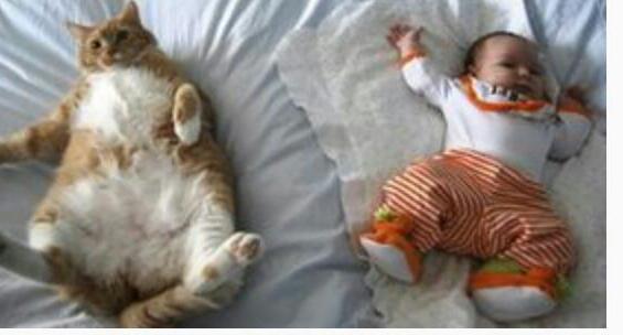 動物と赤ちゃんの組み合わせの画像を貼っていきましょう！
