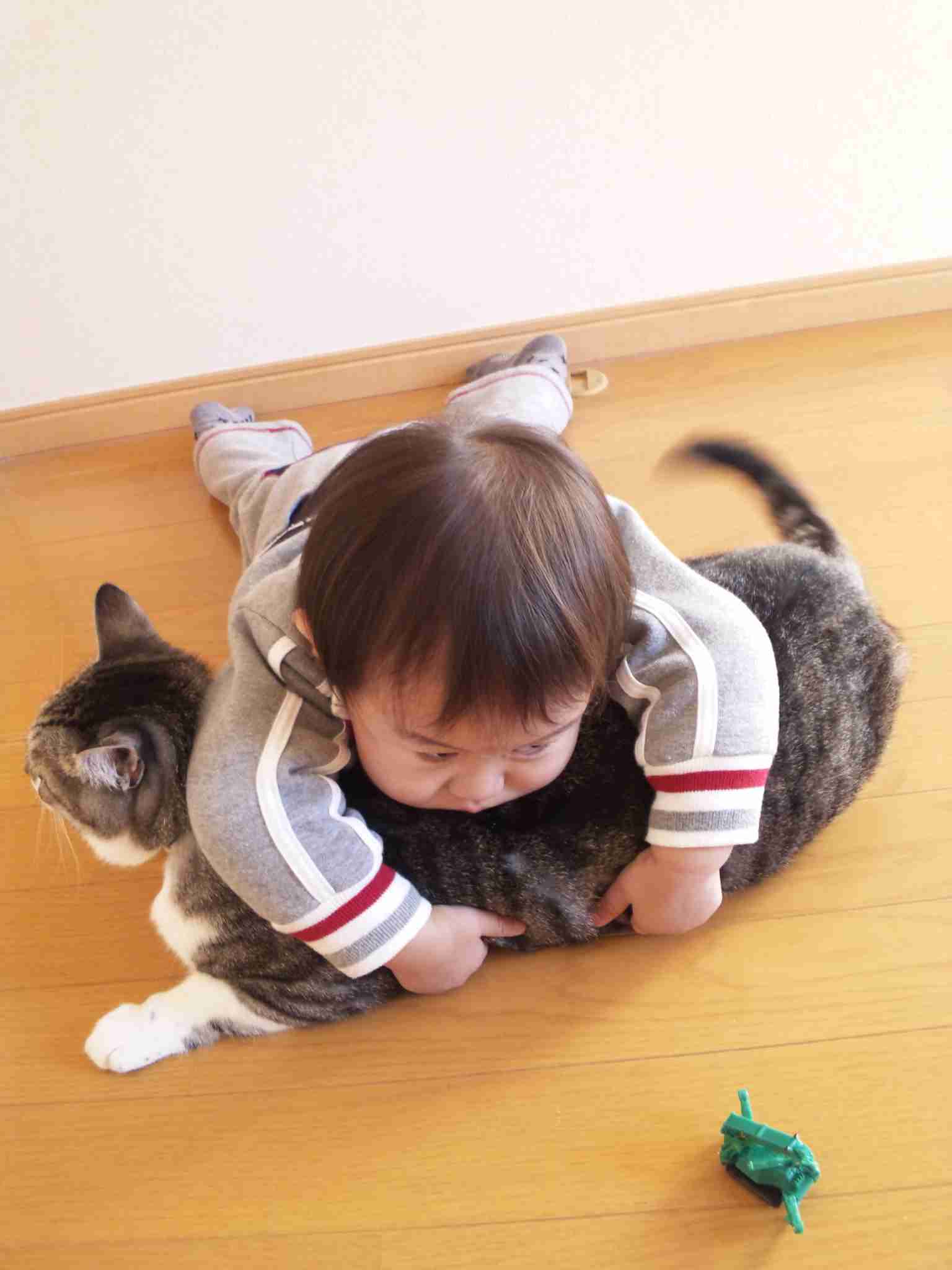 動物と赤ちゃんの組み合わせの画像を貼っていきましょう！