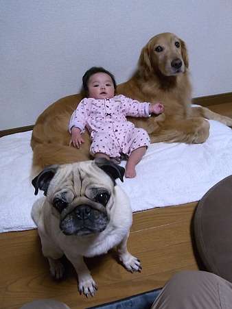 動物と赤ちゃんの組み合わせの画像を貼っていきましょう！