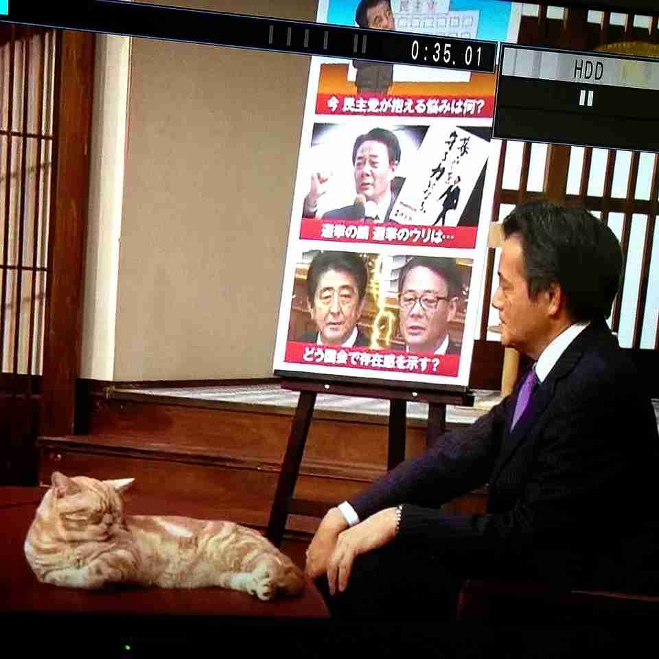 テレ東のニュース番組のアイドル猫「まーご」が自由すぎる　