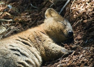 世界一幸せそうな動物、クアッカワラビーに元気をもらおう!