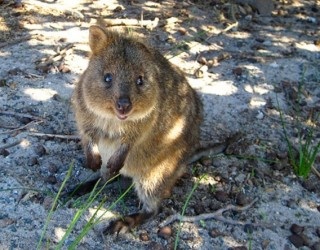 世界一幸せそうな動物、クアッカワラビーに元気をもらおう!