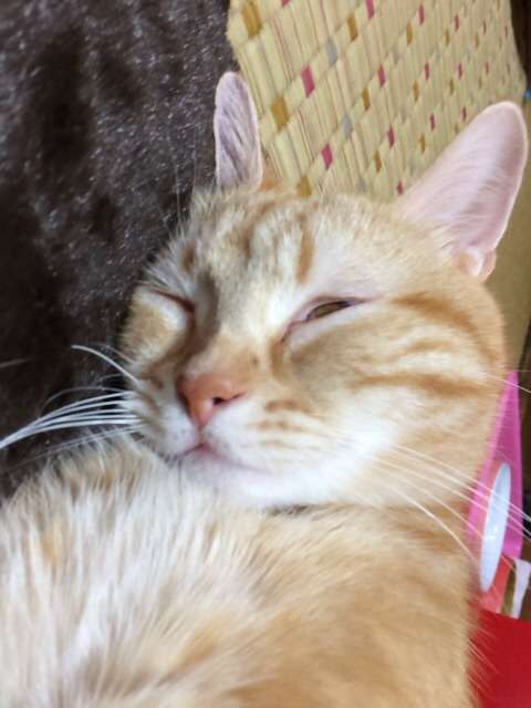 どこまでも脱線していくトピ