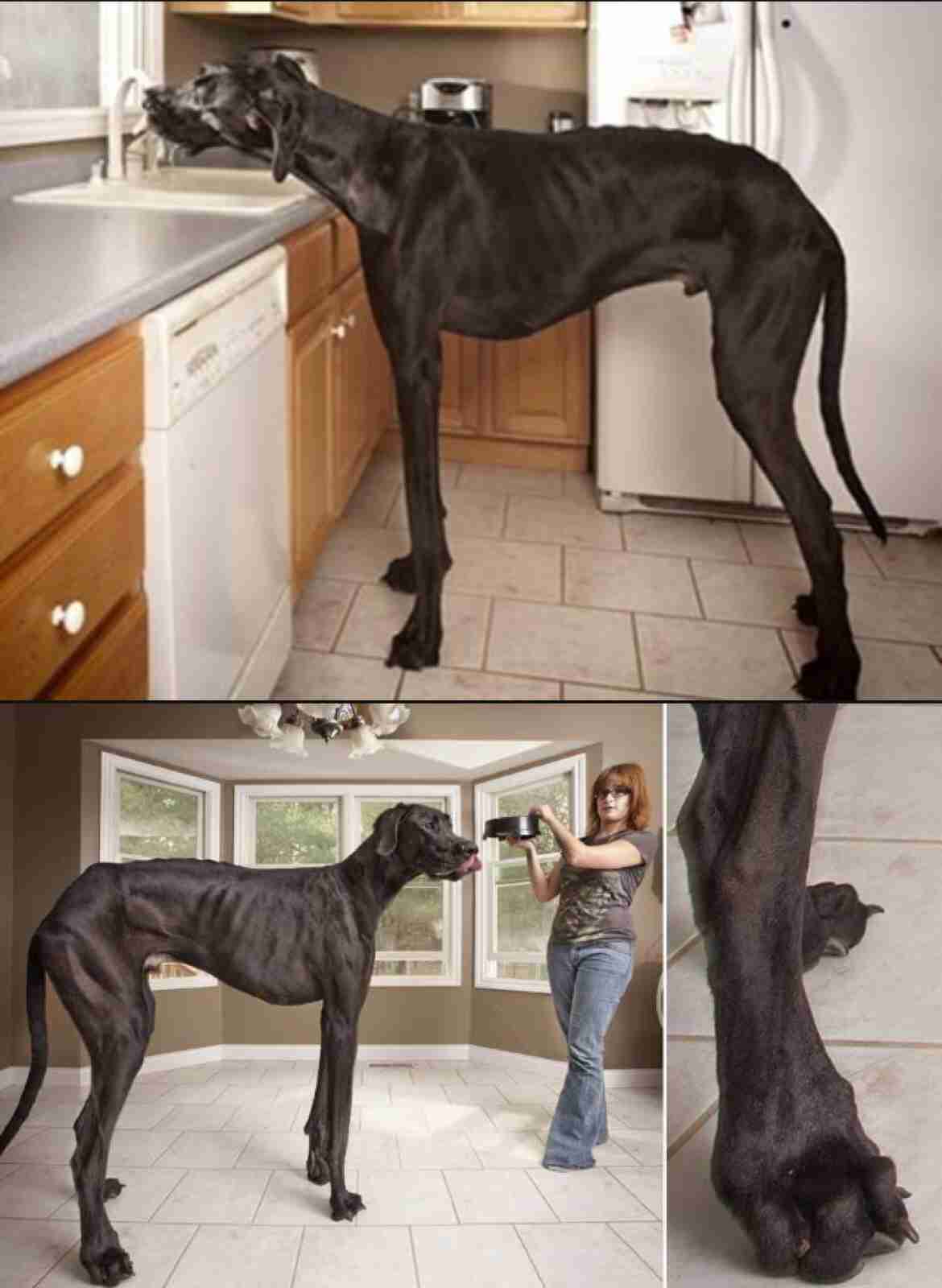 大型犬よりも大きい 超大型犬の迫力が凄すぎる