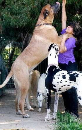 大型犬よりも大きい 超大型犬の迫力が凄すぎる