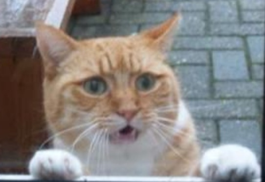 ガルちゃん画像あるある！