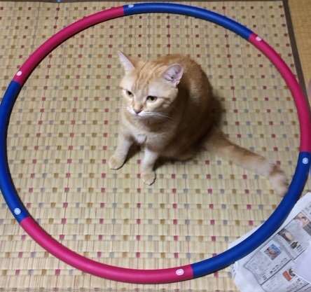コードかテープがあればよい。驚くほど猫がホイホイする、猫転送装置の作り方がブレイク中