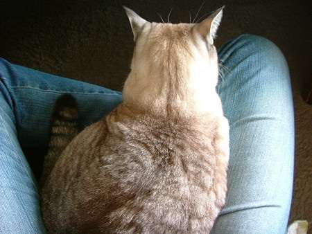 コードかテープがあればよい。驚くほど猫がホイホイする、猫転送装置の作り方がブレイク中