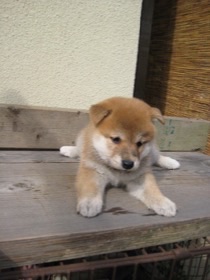 偶然うまくいった事!