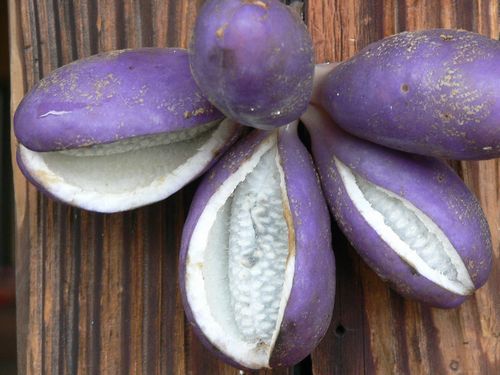 おいしいのかな？って気になる食べ物