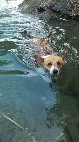 泳ぐ動物の画像を貼るトピ