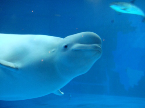 泳ぐ動物の画像を貼るトピ