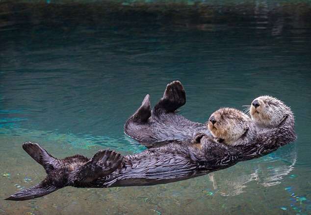 泳ぐ動物の画像を貼るトピ