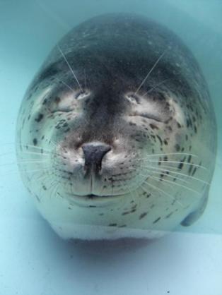 泳ぐ動物の画像を貼るトピ