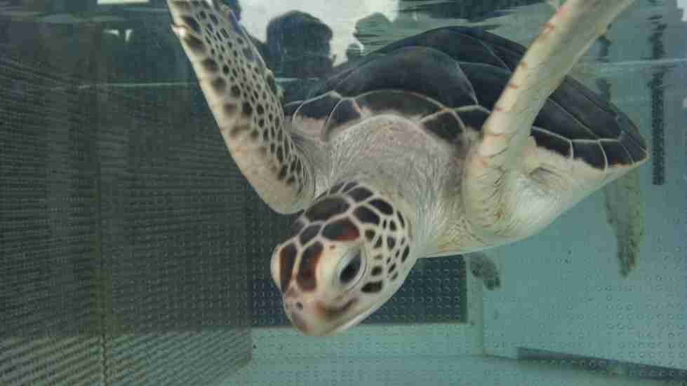 泳ぐ動物の画像を貼るトピ