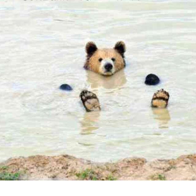 泳ぐ動物の画像を貼るトピ