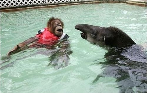 泳ぐ動物の画像を貼るトピ