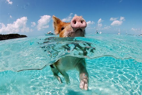 泳ぐ動物の画像を貼るトピ