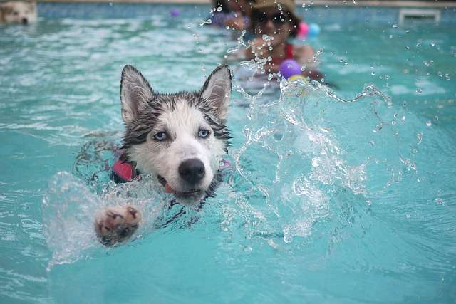 泳ぐ動物の画像を貼るトピ