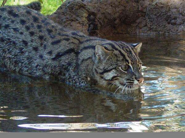 泳ぐ動物の画像を貼るトピ