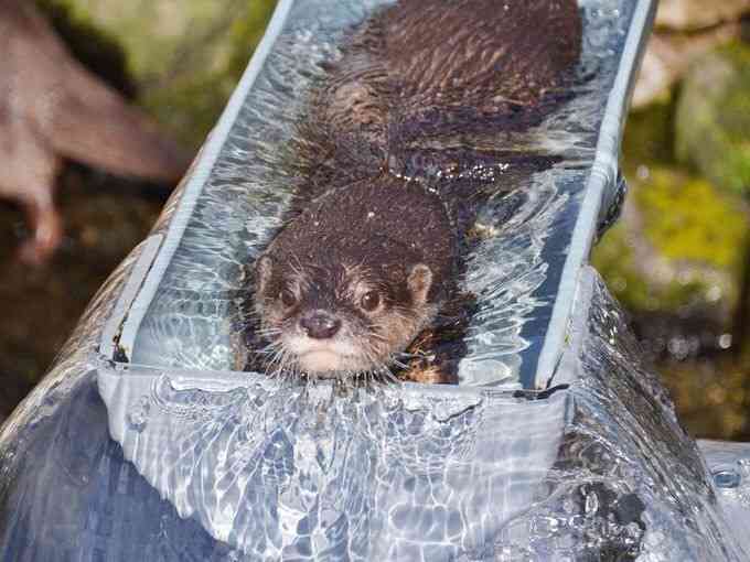 泳ぐ動物の画像を貼るトピ