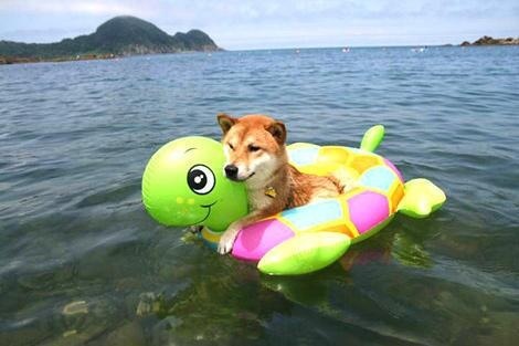泳ぐ動物の画像を貼るトピ