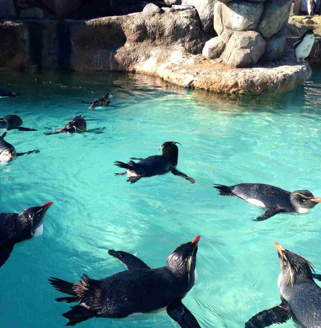 泳ぐ動物の画像を貼るトピ