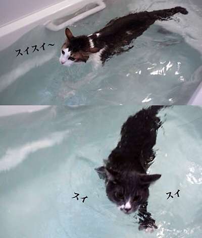 泳ぐ動物の画像を貼るトピ