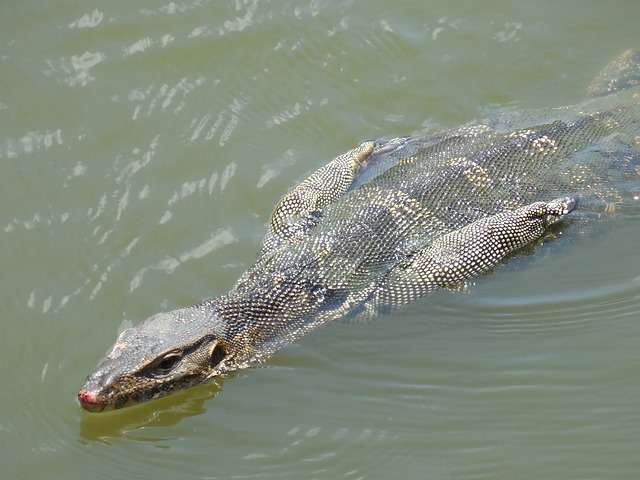 泳ぐ動物の画像を貼るトピ