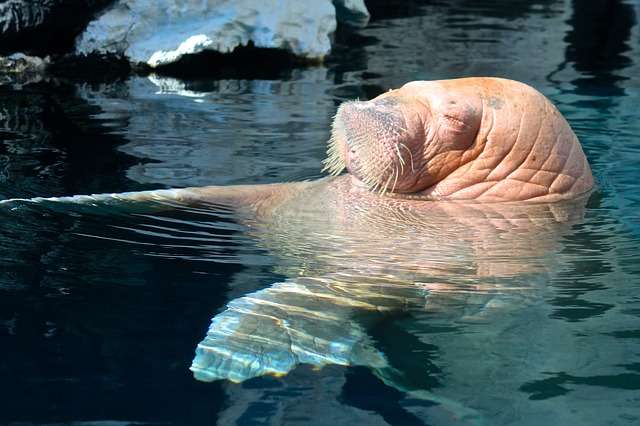 泳ぐ動物の画像を貼るトピ