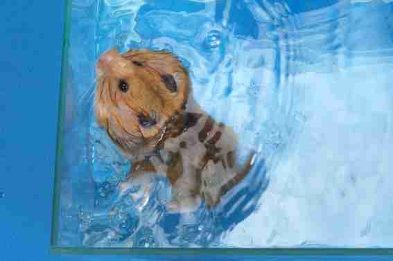 泳ぐ動物の画像を貼るトピ