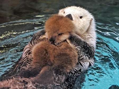 泳ぐ動物の画像を貼るトピ