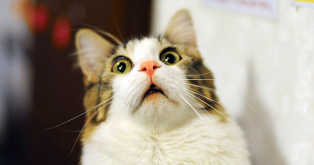 猫はA型でカエルはAB型？知っておきたいペットの血液型