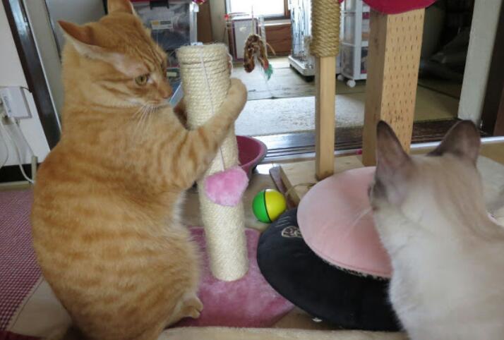 やめとけばいいのに...と思うこと