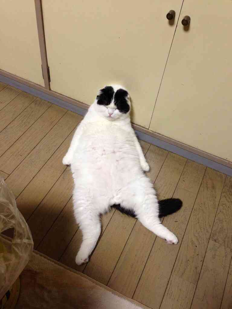 自分の近況を物語る画像を貼って、一言どうぞ。