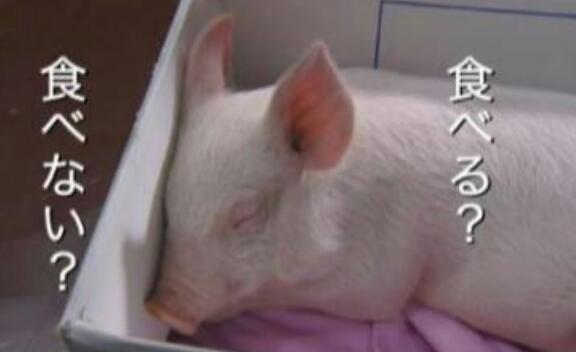 いつの間にかデブになってた人