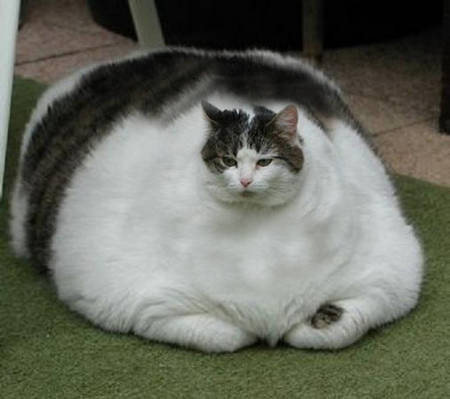 いつの間にかデブになってた人