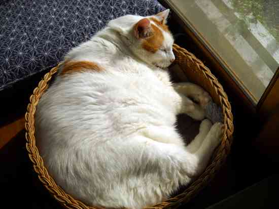 【画像】とんでもなく丸い白猫がツイッターで話題にｗｗ