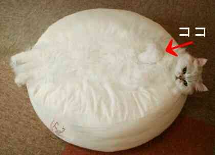 【画像】とんでもなく丸い白猫がツイッターで話題にｗｗ