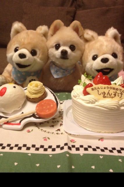 自分そっくりのぬいぐるみと一緒の動物画像