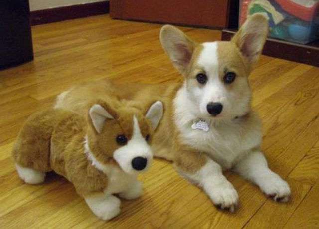 自分そっくりのぬいぐるみと一緒の動物画像